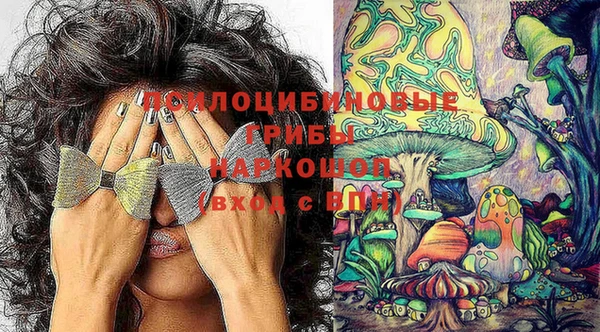 прущие грибы Белокуриха